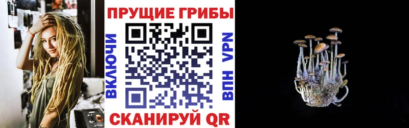 Купить закладки  Шуя  Псилоцибиновые грибы мицелий 
